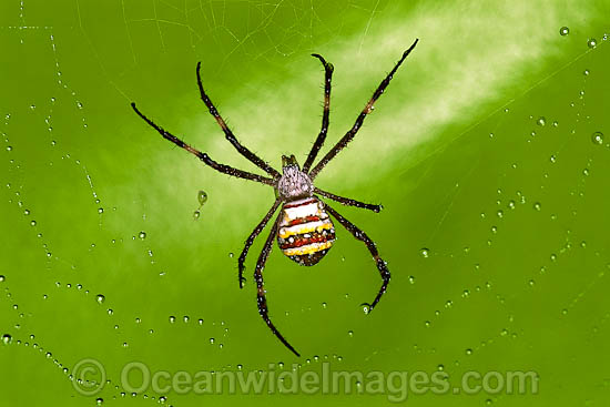 Saint Andrew's Cross Spider photo