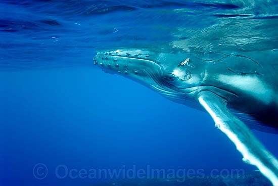 Humpback Whale (Megaptera novaeangliae) - calf underwater. Note scaring, possibly caused by boat propeller. Found throughout the world's oceans in both tropical and polar areas, depending on the season. Classified as Vulnerable on the IUCN Red List. Photo - Inger Vandyke Humpback Whale (Megaptera novaeangliae) - calf underwater. Note scaring, possibly caused by boat propeller. Found throughout the world's oceans in both tropical and polar areas, depending on the season. Classified as Vulnerable on the IUCN Red List. Photo - Inger Vandyke
