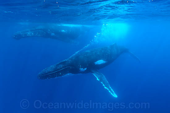 Humpback Whale (Megaptera novaeangliae) - individual blowing bubbles underwater. Found throughout the world's oceans in both tropical and polar areas, depending on the season. Classified as Vulnerable on the IUCN Red List. Photo - Inger Vandyke Humpback Whale (Megaptera novaeangliae) - individual blowing bubbles underwater. Found throughout the world's oceans in both tropical and polar areas, depending on the season. Classified as Vulnerable on the IUCN Red List. Photo - Inger Vandyke