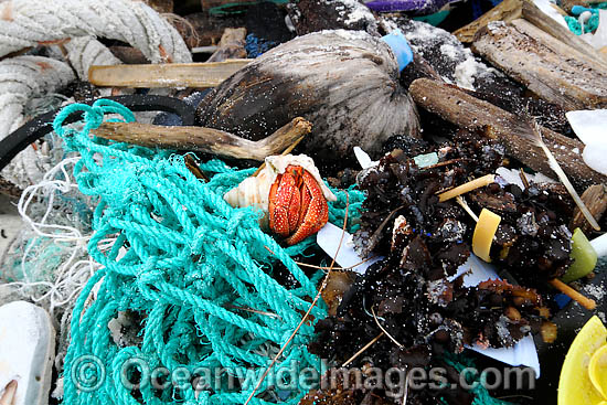 Hermit Crab existing in marine pollution rubbish trash garbage comprising of plastic bottles, footwear and fishing implements, washed ashore by tidal movement on a remote tropical island beach. Cocos (Keeling) Islands, Indian Ocean, Australia Photo - Inger Vandyke Hermit Crab existing in marine pollution rubbish trash garbage comprising of plastic bottles, footwear and fishing implements, washed ashore by tidal movement on a remote tropical island beach. Cocos (Keeling) Islands, Indian Ocean, Australia Photo - Inger Vandyke