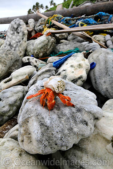 Hermit crab living in rubbish photo