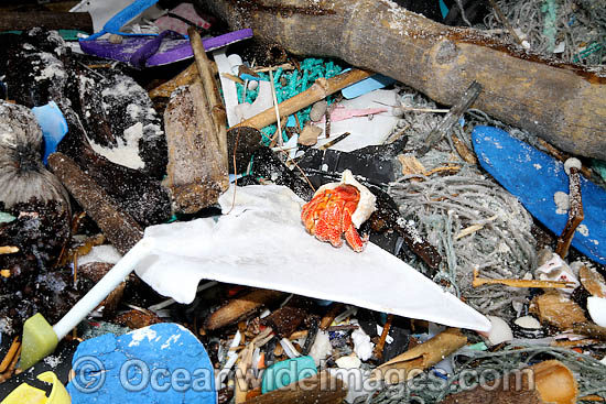Hermit Crab existing in marine pollution rubbish trash garbage comprising of plastic bottles, footwear and fishing implements, washed ashore by tidal movement on a remote tropical island beach. Cocos (Keeling) Islands, Indian Ocean, Australia Photo - Inger Vandyke Hermit Crab existing in marine pollution rubbish trash garbage comprising of plastic bottles, footwear and fishing implements, washed ashore by tidal movement on a remote tropical island beach. Cocos (Keeling) Islands, Indian Ocean, Australia Photo - Inger Vandyke