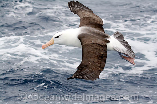 Black-browed Albatross (Thalassarche melanophris) in flight. Also known as Black-browed Mollymawk. Widespread throughout the Southern Ocean. Image taken at Wollongong, NSW, Australia. Photo - Inger Vandyke