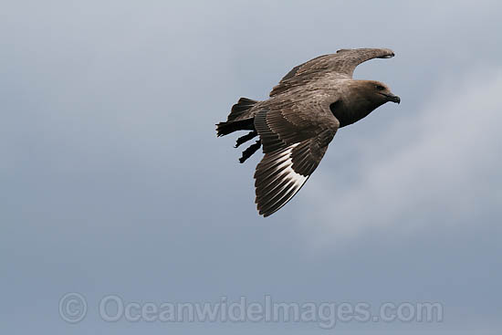 Brown Skua adult with chick photo Brown Skua adult with chick photo