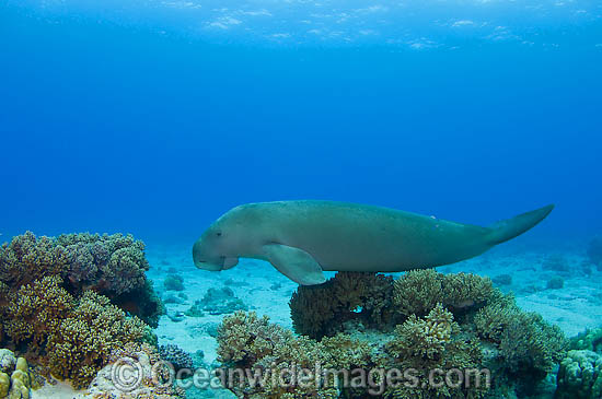 Dugong damaged tail fluke photo