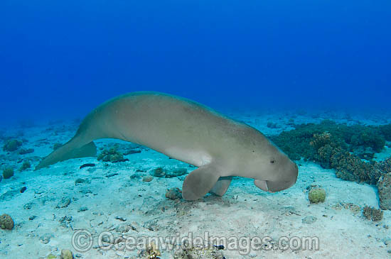 Dugong (Dugong dugon) - with damaged tail fluke. Cocos (Keeling) Islands, Australia. Dugongs can be found in warm coastal waters from East Africa to Australia. Also known as Sea Cow. Classified Vulnerable on the IUCN Red List. Now a Protected species. Photo - Karen Willshaw