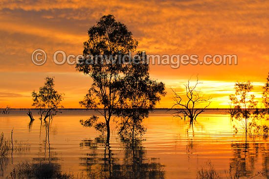 Scenic landscape showing Eucalyptus trees, possibly (Eucalyptus camaldulensis), silhouetted on Lake Menindee at dawn sunrise. Near Broken Hill, New South Wales, Australia Photo - Gary Bell