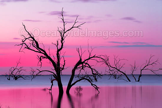 Scenic landscape showing dead River Red Gums (Eucalyptus camaldulensis), silhouetted on Lake Menindee at dusk. Near Broken Hill, New South Wales, Australia Photo - Gary Bell