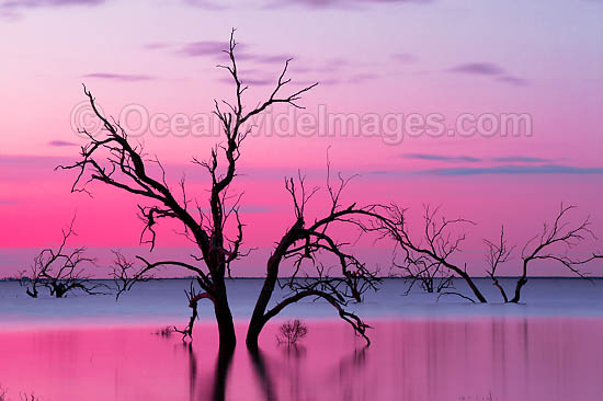 Lake Menindee at dusk photo Lake Menindee at dusk photo