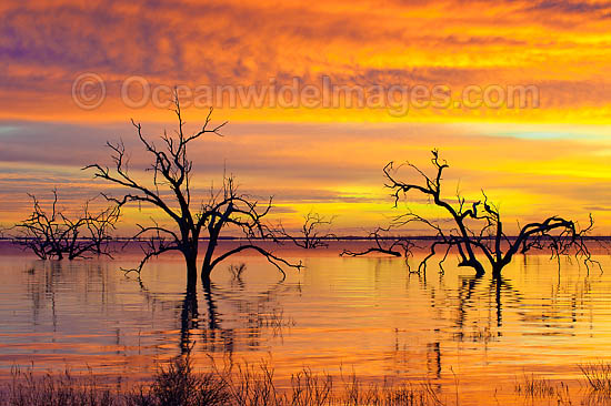 Scenic landscape showing dead River Red Gums (Eucalyptus camaldulensis), silhouetted on Lake Menindee at dawn sunrise. Near Broken Hill, New South Wales, Australia Photo - Gary Bell Scenic landscape showing dead River Red Gums (Eucalyptus camaldulensis), silhouetted on Lake Menindee at dawn sunrise. Near Broken Hill, New South Wales, Australia Photo - Gary Bell