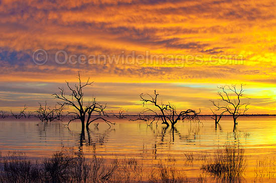 Scenic landscape showing dead River Red Gums (Eucalyptus camaldulensis), silhouetted on Lake Menindee at dawn sunrise. Near Broken Hill, New South Wales, Australia Photo - Gary Bell