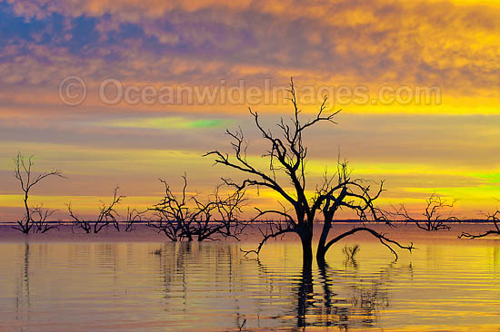 Scenic landscape showing dead River Red Gums (Eucalyptus camaldulensis), silhouetted on Lake Menindee at dawn sunrise. Near Broken Hill, New South Wales, Australia Photo - Gary Bell
