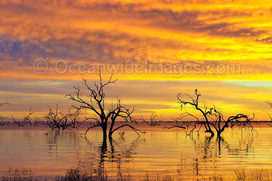 Scenic landscape showing dead River Red Gums (Eucalyptus camaldulensis), silhouetted on Lake Menindee at dawn sunrise. Near Broken Hill, New South Wales, Australia Photo - Gary Bell Scenic landscape showing dead River Red Gums (Eucalyptus camaldulensis), silhouetted on Lake Menindee at dawn sunrise. Near Broken Hill, New South Wales, Australia Photo - Gary Bell