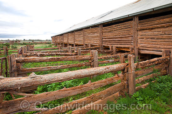 Mungo Woolshed photo