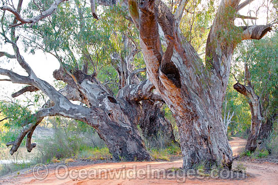 Giant River Red Gums (Eucalyptus camaldulensis), situated on the banks of the Darling River, near Menindee, New South Wales, Australia Photo - Gary Bell Giant River Red Gums (Eucalyptus camaldulensis), situated on the banks of the Darling River, near Menindee, New South Wales, Australia Photo - Gary Bell