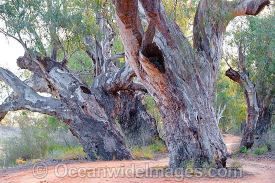Red Gum Darling River photo Red Gum Darling River photo