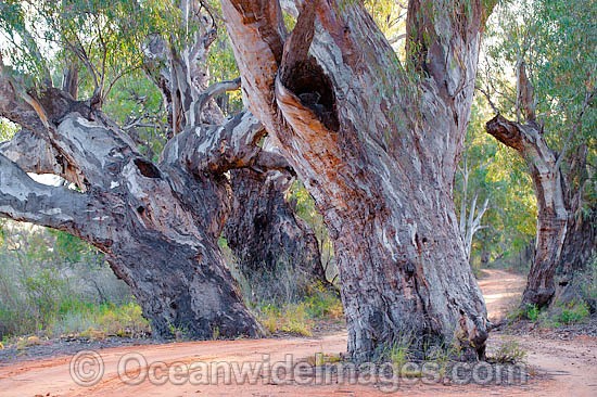 Giant River Red Gums (Eucalyptus camaldulensis), situated on the banks of the Darling River, near Menindee, New South Wales, Australia Photo - Gary Bell
