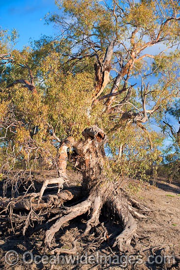 River Red Gum (Eucalyptus camaldulensis), growing on the steep banks of the Darling River, near Menindee, New South Wales, Australia Photo - Gary Bell