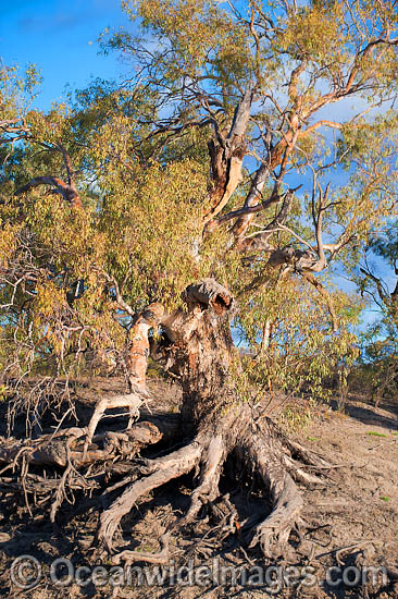 River Red Gum (Eucalyptus camaldulensis), growing on the steep banks of the Darling River, near Menindee, New South Wales, Australia Photo - Gary Bell River Red Gum (Eucalyptus camaldulensis), growing on the steep banks of the Darling River, near Menindee, New South Wales, Australia Photo - Gary Bell