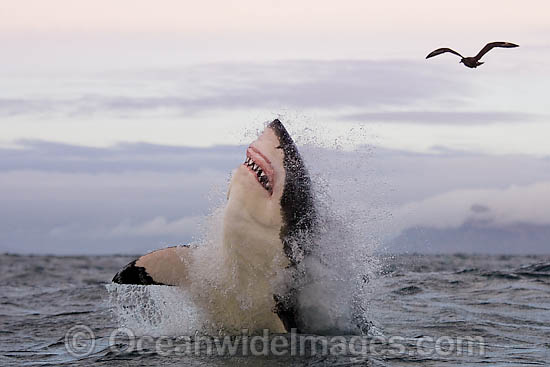 Great White Shark hunting seal photo