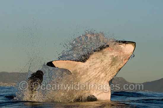 Great White Shark (Carcharodon carcharias) breaching whilst predating on the surface. Seal Island, False Bay, South Africa. Protected species. Photo - Chris & Monique Fallows Great White Shark (Carcharodon carcharias) breaching whilst predating on the surface. Seal Island, False Bay, South Africa. Protected species. Photo - Chris & Monique Fallows