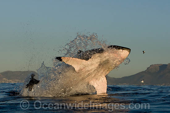 Great White Shark (Carcharodon carcharias) breaching whilst predating on the surface. Seal Island, False Bay, South Africa. Protected species. Photo - Chris & Monique Fallows Great White Shark (Carcharodon carcharias) breaching whilst predating on the surface. Seal Island, False Bay, South Africa. Protected species. Photo - Chris & Monique Fallows