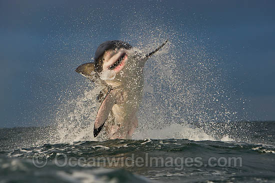 Great White Shark breaching photo