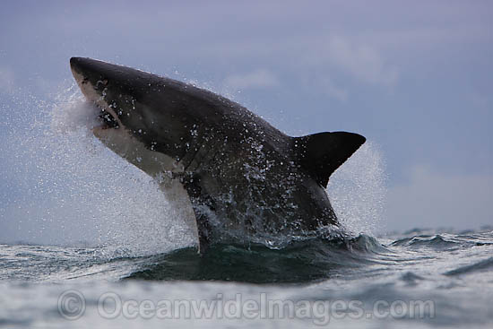 Great White Shark predation photo