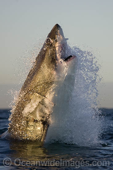 Great White Shark breaching photo