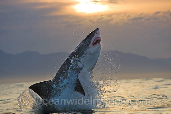 Great White Shark predation photo