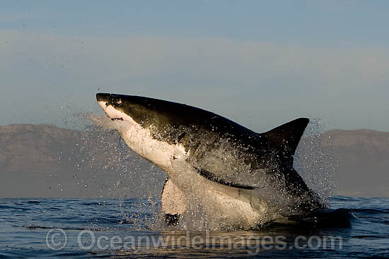 Great White Shark breaching photo