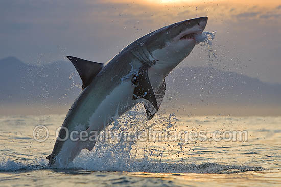 Great White Shark (Carcharodon carcharias) breaching whilst predating on the surface. Seal Island, False Bay, South Africa. Protected species. Photo - Chris & Monique Fallows