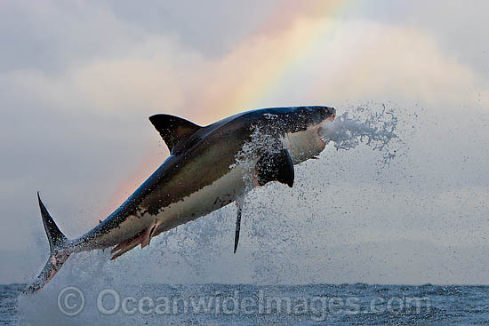 Great White Shark predation photo