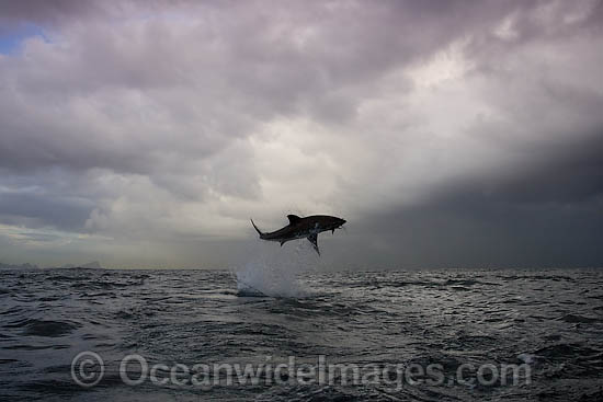 Great White Shark predation photo