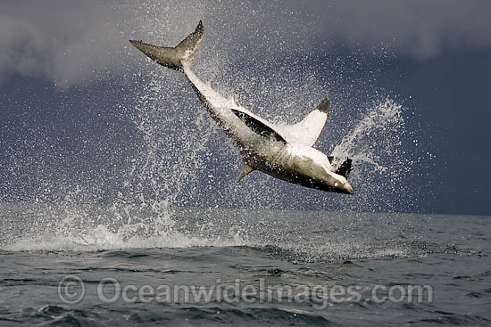 Great White Shark breaching photo