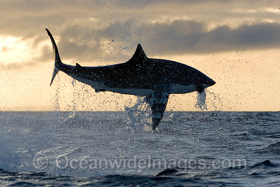 Great White Shark breaching photo