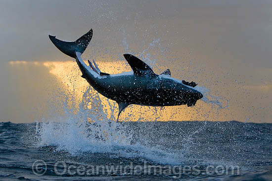 Great White Shark breaching photo