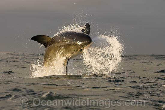 Great White Shark breaching photo