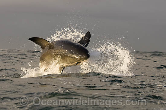 Great White Shark breaching photo