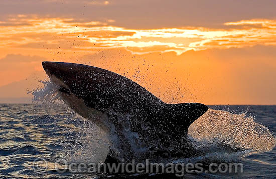 Great White Shark (Carcharodon carcharias) breaching whilst predating on the surface. Seal Island, False Bay, South Africa. Protected species. Photo - Chris & Monique Fallows Great White Shark (Carcharodon carcharias) breaching whilst predating on the surface. Seal Island, False Bay, South Africa. Protected species. Photo - Chris & Monique Fallows