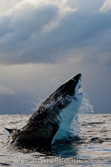 Great White Shark predation photo