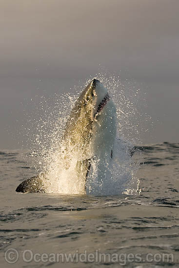 Great White Shark predation photo