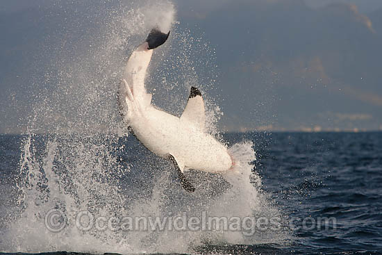 Great White Shark (Carcharodon carcharias) breaching whilst predating on the surface. Seal Island, False Bay, South Africa. Protected species. Photo - Chris & Monique Fallows