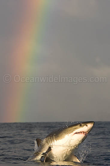 Great White Shark predation photo Great White Shark predation photo