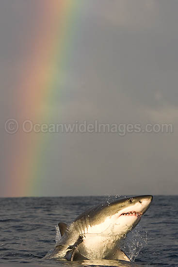 Great White Shark predation photo