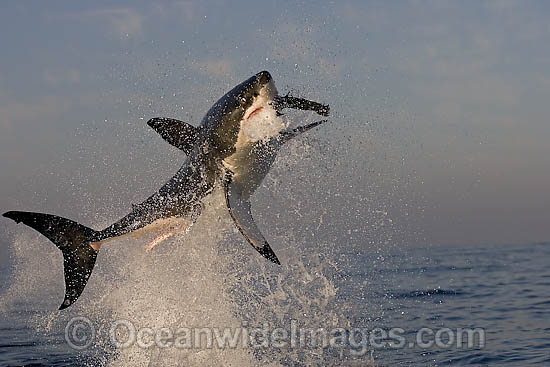 Great White Shark (Carcharodon carcharias) breaching whilst predating on the surface. Seal Island, False Bay, South Africa. Protected species. Photo - Chris & Monique Fallows Great White Shark (Carcharodon carcharias) breaching whilst predating on the surface. Seal Island, False Bay, South Africa. Protected species. Photo - Chris & Monique Fallows