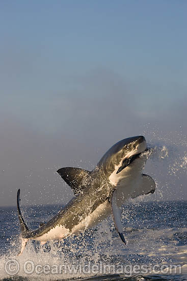 Great White Shark (Carcharodon carcharias) breaching whilst predating on the surface. Seal Island, False Bay, South Africa. Protected species. Photo - Chris & Monique Fallows Great White Shark (Carcharodon carcharias) breaching whilst predating on the surface. Seal Island, False Bay, South Africa. Protected species. Photo - Chris & Monique Fallows