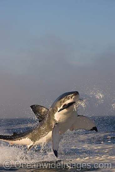 Great White Shark breaching photo