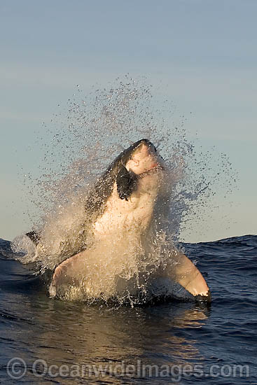 Great White Shark (Carcharodon carcharias) breaching whilst predating on the surface. Seal Island, False Bay, South Africa. Protected species. Photo - Chris & Monique Fallows Great White Shark (Carcharodon carcharias) breaching whilst predating on the surface. Seal Island, False Bay, South Africa. Protected species. Photo - Chris & Monique Fallows