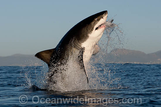 Great White Shark (Carcharodon carcharias) breaching whilst predating on the surface. Seal Island, False Bay, South Africa. Protected species. Photo - Chris & Monique Fallows Great White Shark (Carcharodon carcharias) breaching whilst predating on the surface. Seal Island, False Bay, South Africa. Protected species. Photo - Chris & Monique Fallows